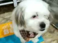 Cachorro raça Lhasa Apso  idade 2 anos nome Valente 