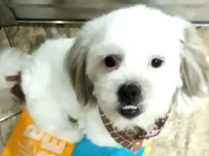 Cachorro raça Lhasa Apso  idade 2 anos nome Valente 