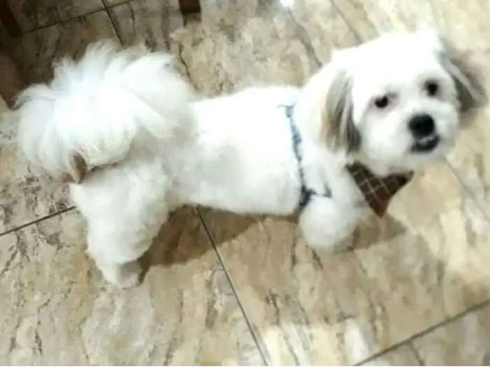 Cachorro raça Lhasa Apso  idade 2 anos nome Valente 