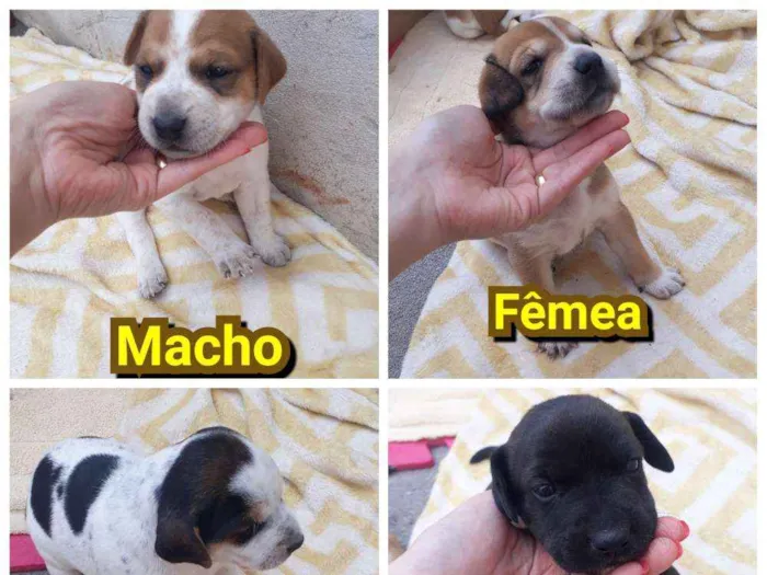 Cachorro ra a Labrador com srd idade  nome Meg