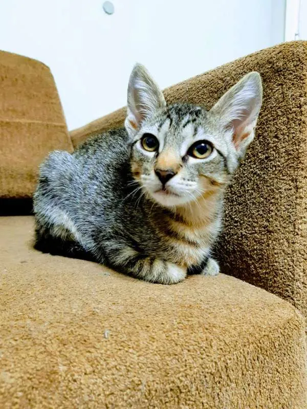 Gato ra a  idade 2 a 6 meses nome ME ESCOLHE!