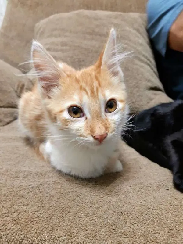 Gato ra a  idade 2 a 6 meses nome ME ESCOLHE!