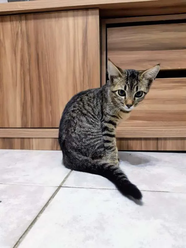 Gato ra a  idade 2 a 6 meses nome ME ESCOLHE!