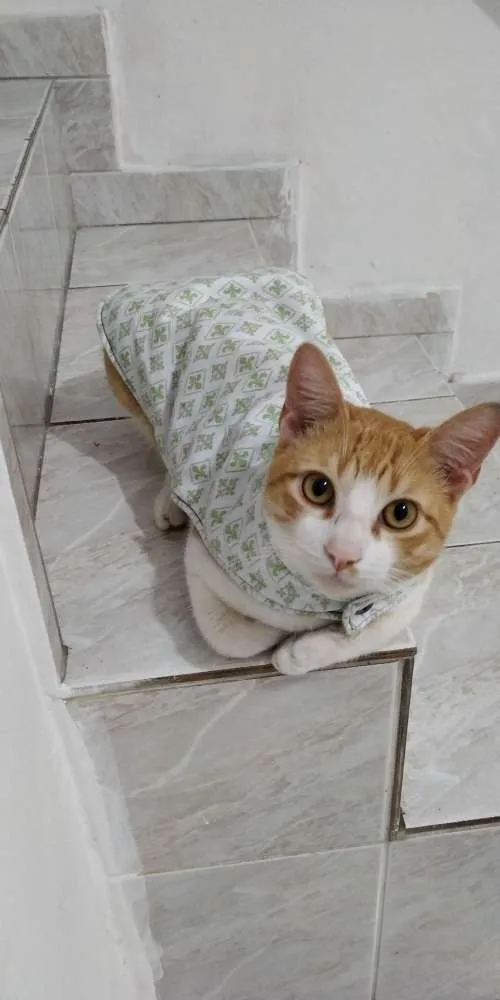 Gato ra a Indefinido idade 7 a 11 meses nome Weasley