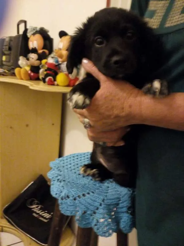 Cachorro ra a  idade Abaixo de 2 meses nome ME ESCOLHE!