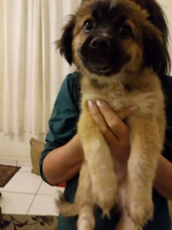 Cachorro ra a  idade Abaixo de 2 meses nome ME ESCOLHE!