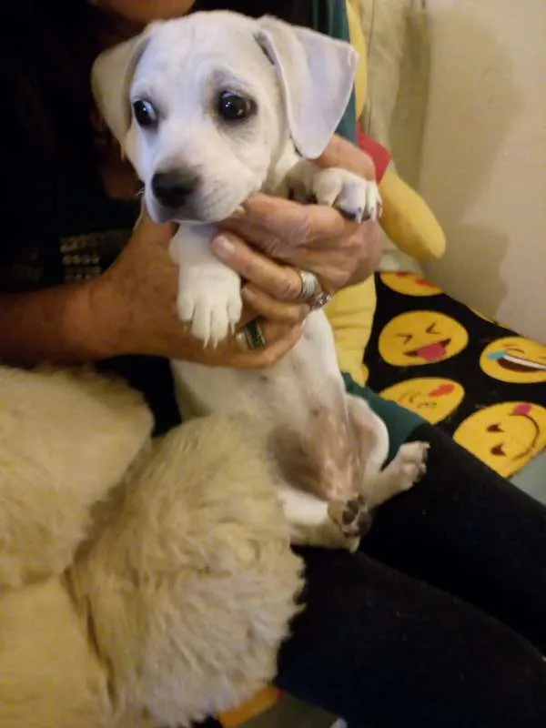 Cachorro ra a  idade Abaixo de 2 meses nome ME ESCOLHE!