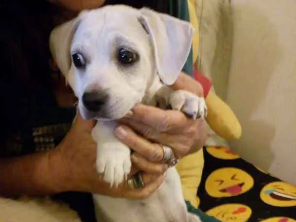 Cachorro ra a  idade Abaixo de 2 meses nome ME ESCOLHE!