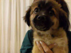 Cachorro raça  idade Abaixo de 2 meses nome ME ESCOLHE!