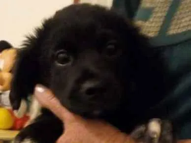 Cachorro ra a  idade Abaixo de 2 meses nome ME ESCOLHE!