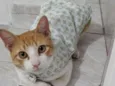 Weasley