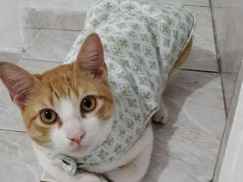 Gato ra a Indefinido idade 7 a 11 meses nome Weasley
