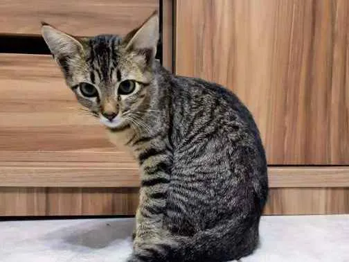 Gato ra a  idade 2 a 6 meses nome ME ESCOLHE!