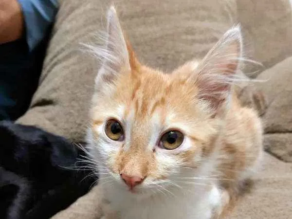 Gato ra a  idade 2 a 6 meses nome ME ESCOLHE!