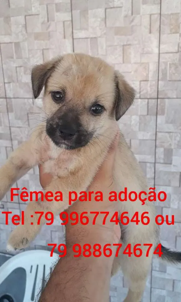 Cachorro raça Srd idade 2 a 6 meses nome Lucy