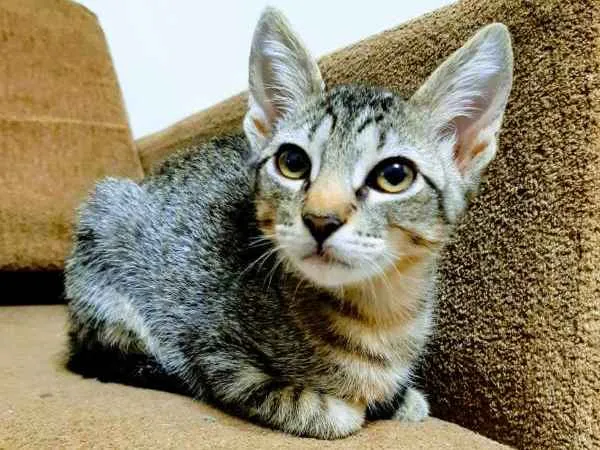 Gato ra a  idade 2 a 6 meses nome ME ESCOLHE!