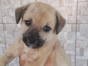 Cachorro raça Srd idade 2 a 6 meses nome Lucy