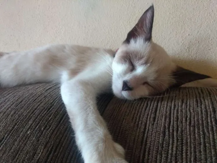 Gato ra a Siamês e misturado idade 7 a 11 meses nome Margarida, farofa