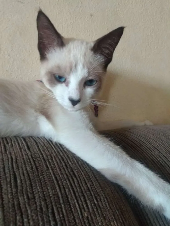 Gato ra a Siamês e misturado idade 7 a 11 meses nome Margarida, farofa