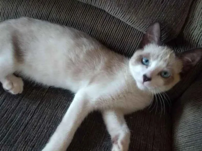 Gato ra a Siamês e misturado idade 7 a 11 meses nome Margarida, farofa