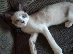 Gato raça Siamês e misturado idade 7 a 11 meses nome Margarida, farofa