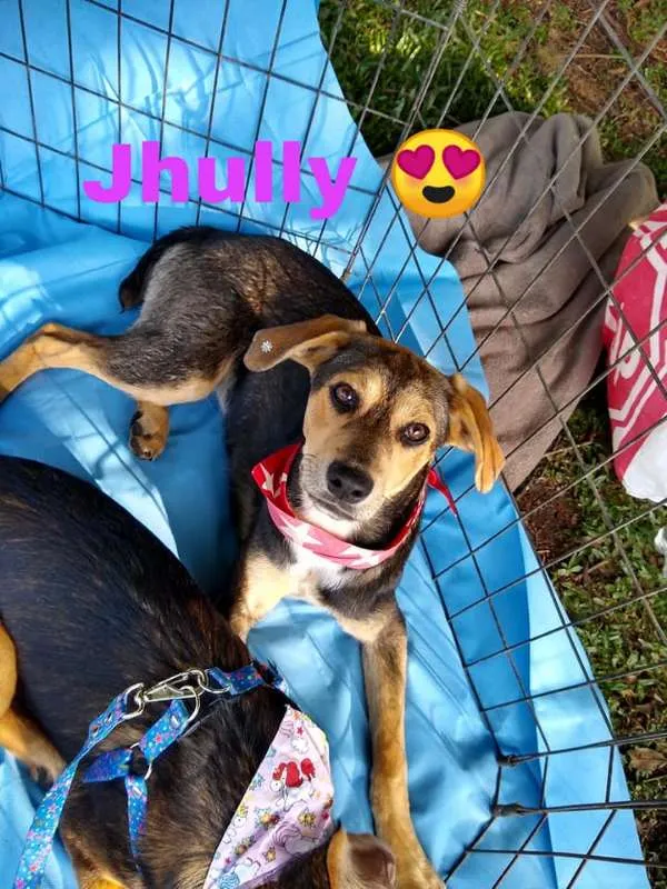 Cachorro ra a srd idade 7 a 11 meses nome Jhully