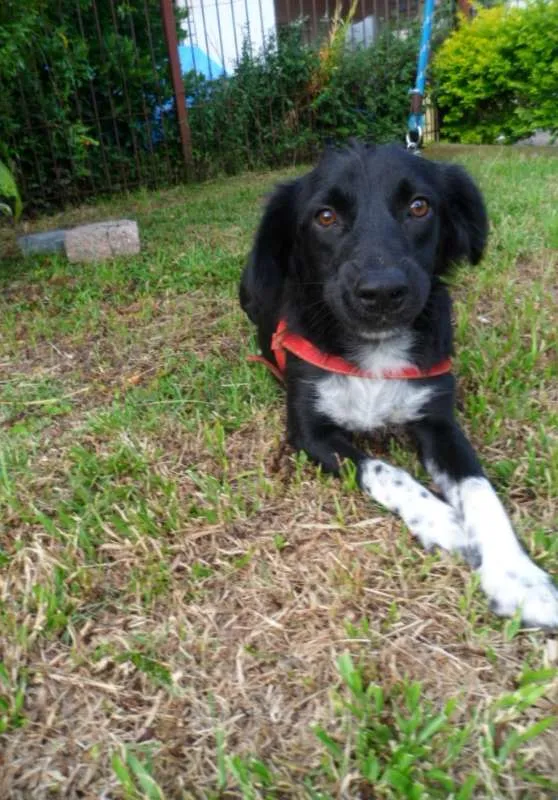 Cachorro ra a SRD idade 1 ano nome Ruth