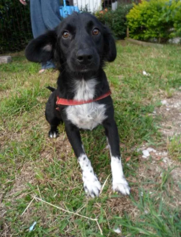 Cachorro ra a SRD idade 1 ano nome Ruth