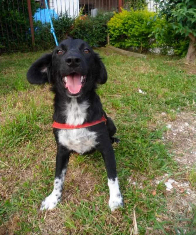 Cachorro ra a SRD idade 1 ano nome Ruth