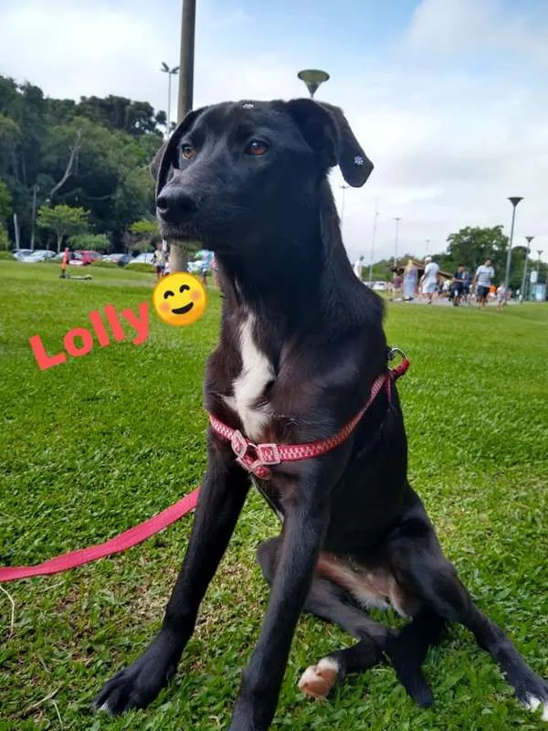 Cachorro ra a srd idade 7 a 11 meses nome Lolly