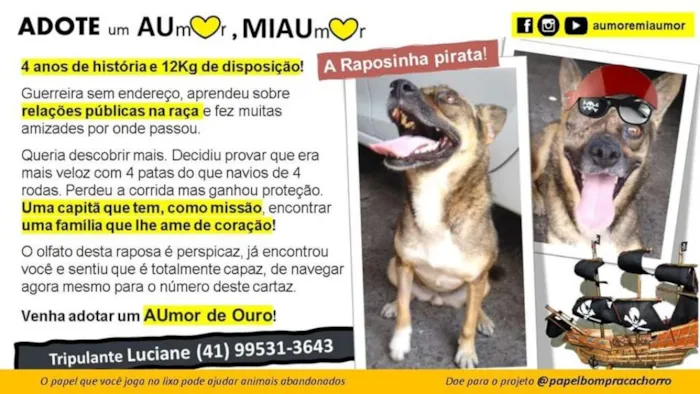 Cachorro ra a srd idade 4 anos nome Rapozinha