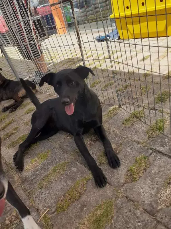 Cachorro ra a SRD idade 3 anos nome Zulu