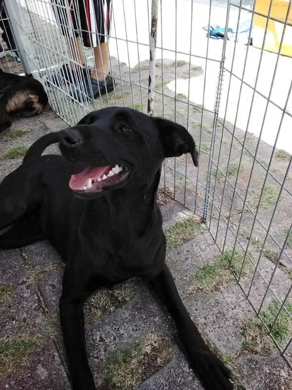 Cachorro ra a SRD idade 3 anos nome Zulu