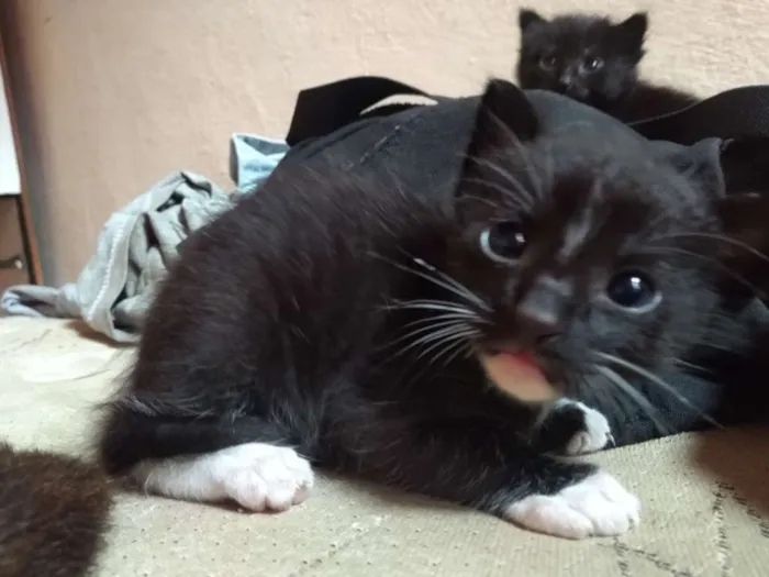 Gato ra a Misturado idade Abaixo de 2 meses nome Pingado,Pelúcia,Japa