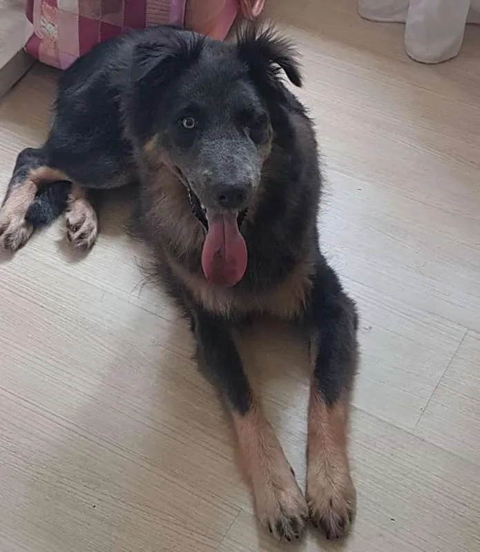 Cachorro ra a SRD idade 2 anos nome Atena