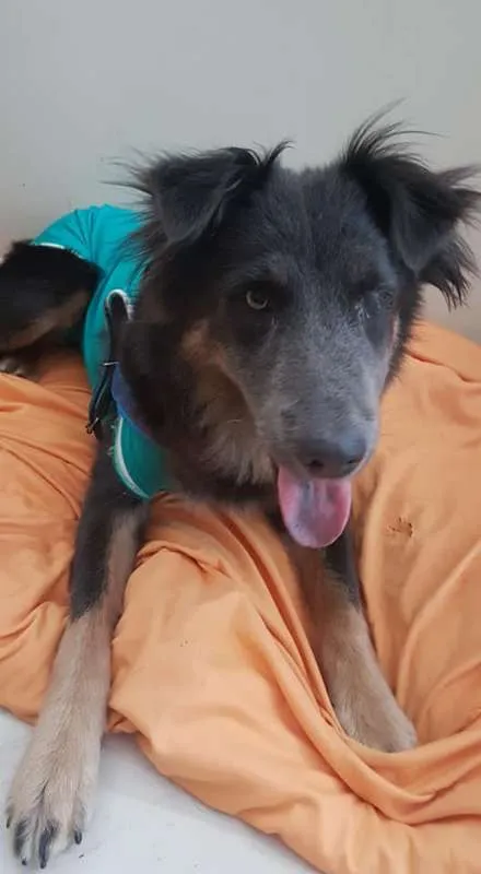 Cachorro ra a SRD idade 2 anos nome Atena