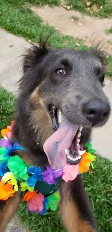 Cachorro ra a SRD idade 2 anos nome Atena