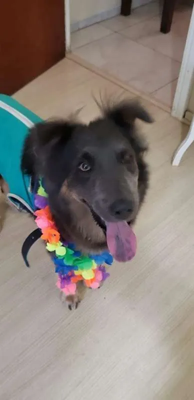 Cachorro ra a SRD idade 2 anos nome Atena