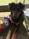 Atena
