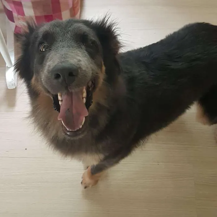 Cachorro ra a SRD idade 2 anos nome Atena