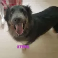 Atena