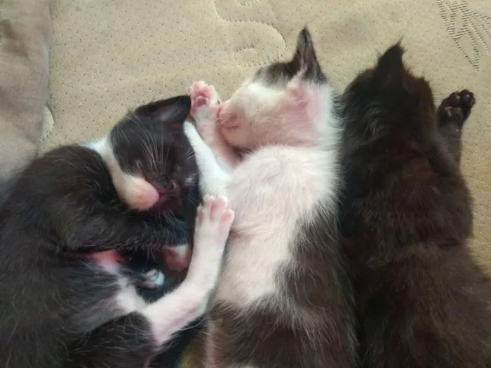 Gato ra a Misturado idade Abaixo de 2 meses nome Pingado,Pelúcia,Japa