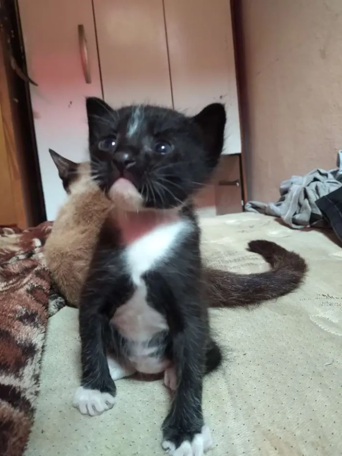 Gato ra a Misturado idade Abaixo de 2 meses nome Pingado,Pelúcia,Japa