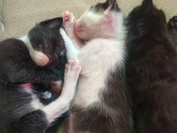 Gato ra a Misturado idade Abaixo de 2 meses nome Pingado,Pelúcia,Japa