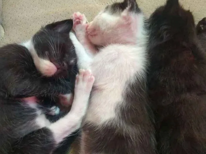 Gato ra a Misturado idade Abaixo de 2 meses nome Pingado,Pelúcia,Japa