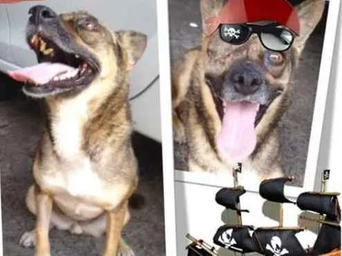 Cachorro ra a srd idade 4 anos nome Rapozinha