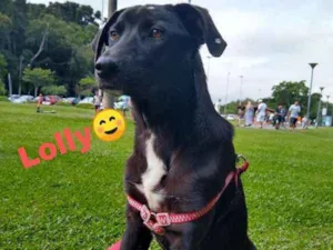 Cachorro raça srd idade 7 a 11 meses nome Lolly