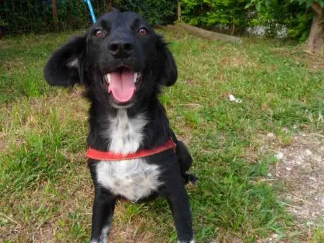 Cachorro ra a SRD idade 1 ano nome Ruth