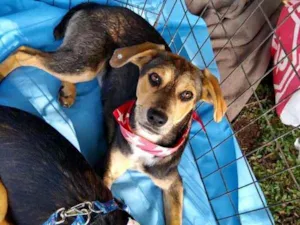 Cachorro raça srd idade 7 a 11 meses nome Jhully