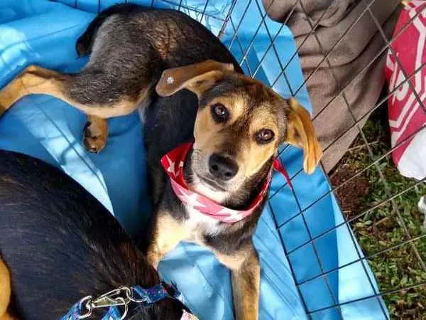 Cachorro ra a srd idade 7 a 11 meses nome Jhully